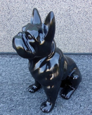 Buldog francuski czarny