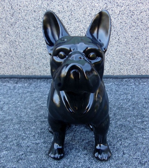 Buldog francuski czarny