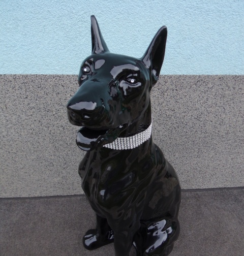 Doberman czarny